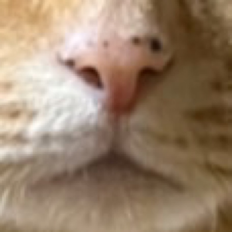 ささ
