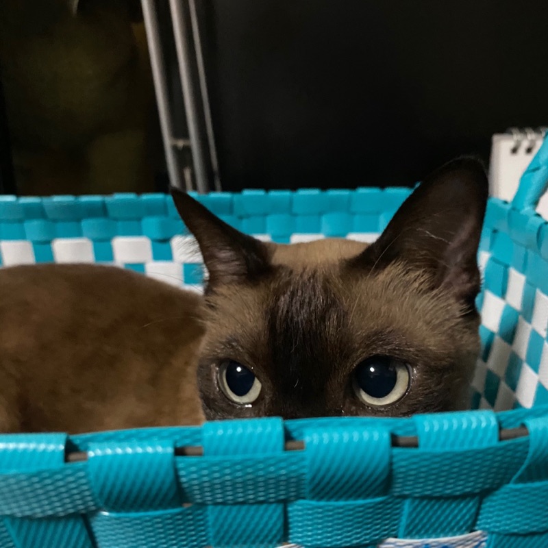 เบญญาภา แก้วประดิษฐ์