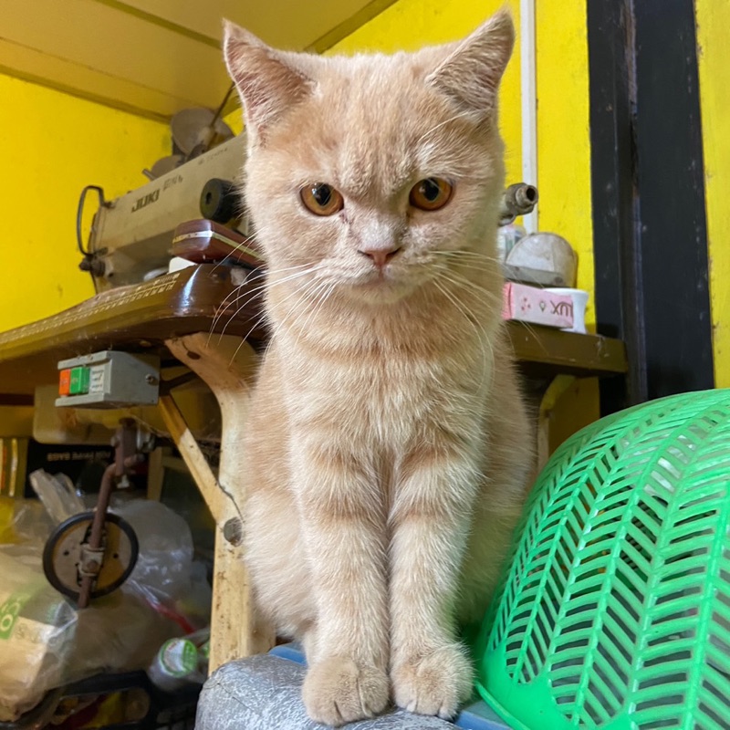ลีน่า