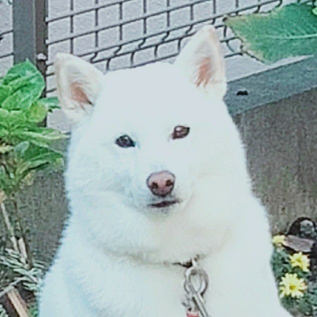 atsushiu