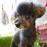 Show profile photo
