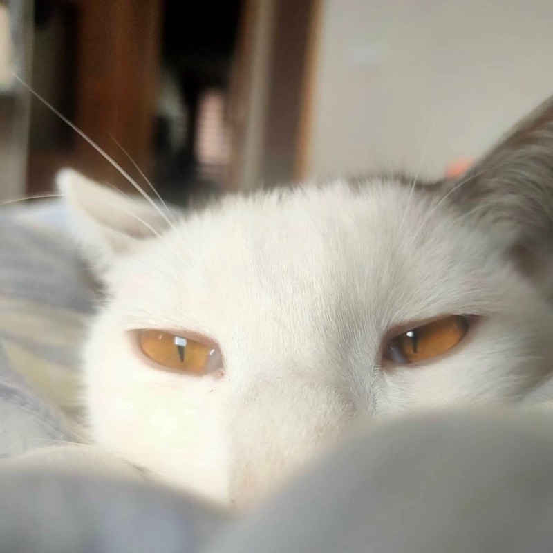 蘇**