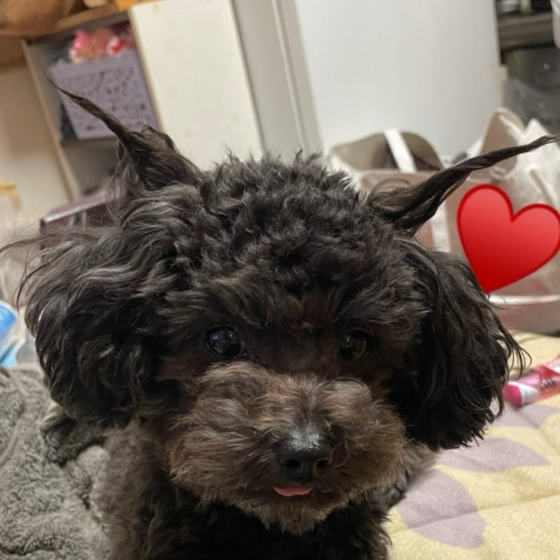 さおりのアバター