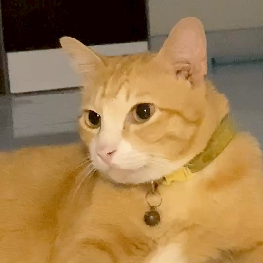 ไข่ตุ๋น