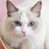 Show profile photo
