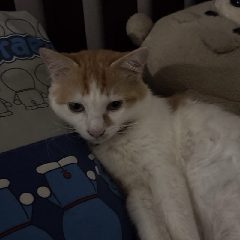 peamaidarintra