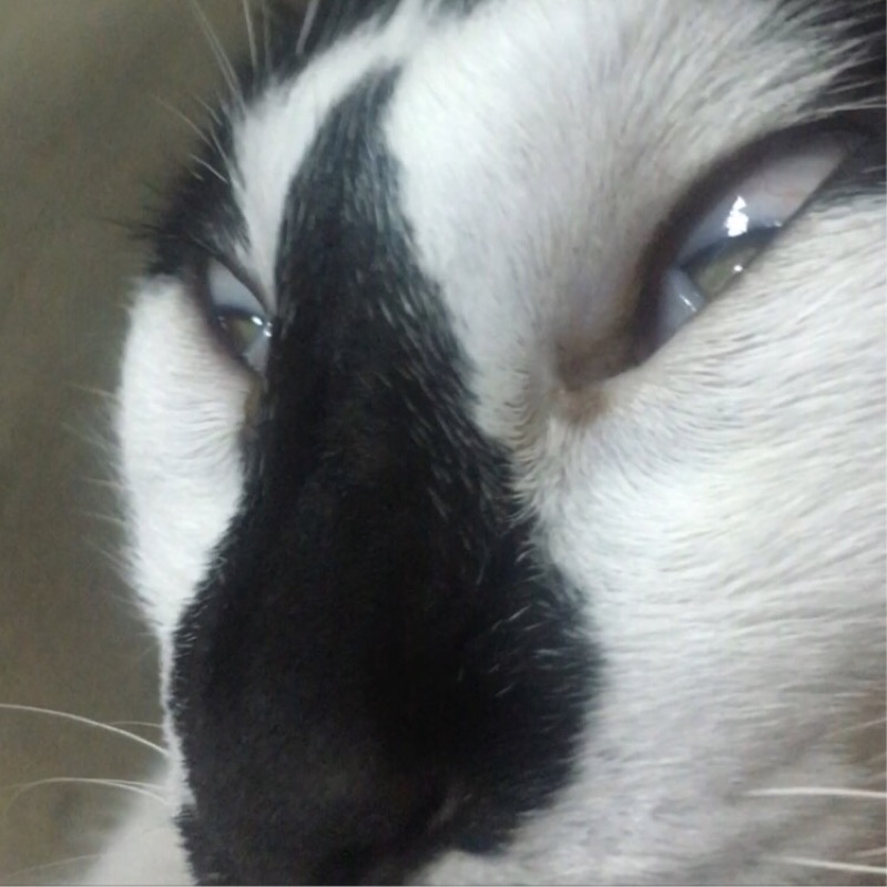Kilin