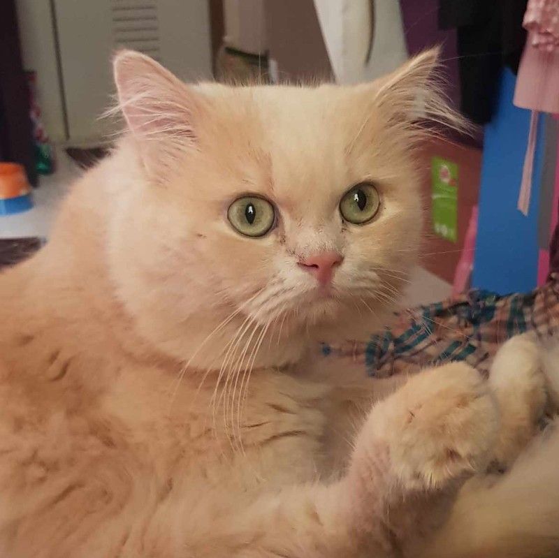 เทียม