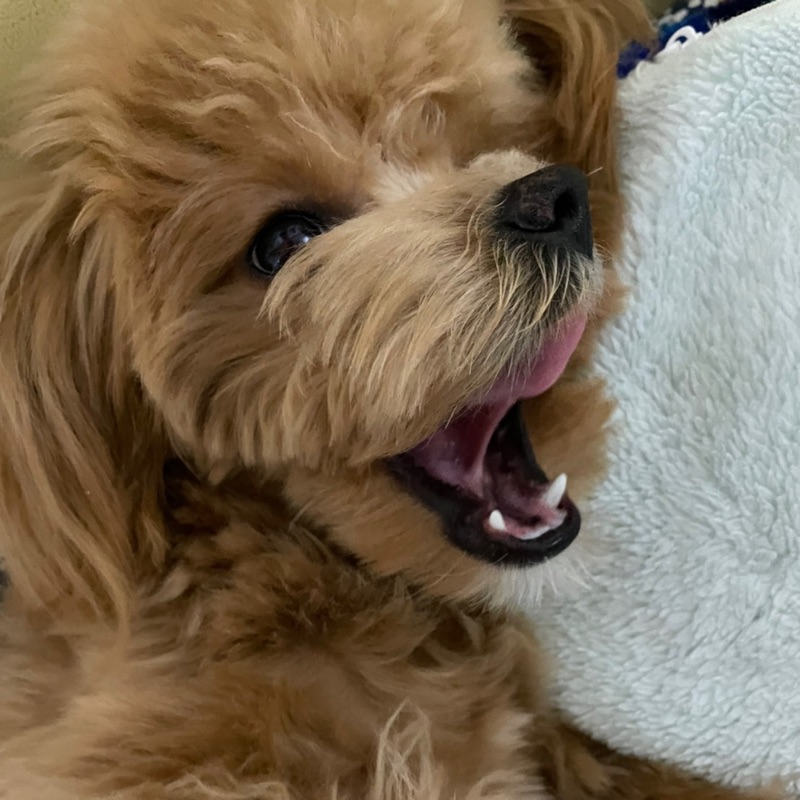 리호