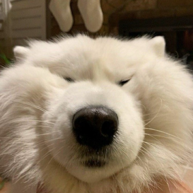 อลิซ
