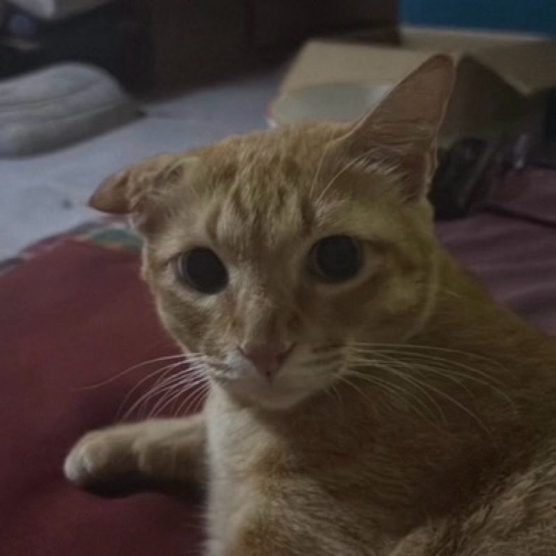 ศศิภัทรา
