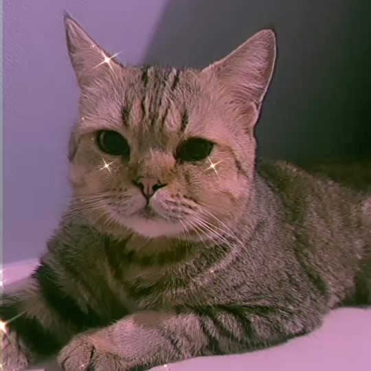 แจน