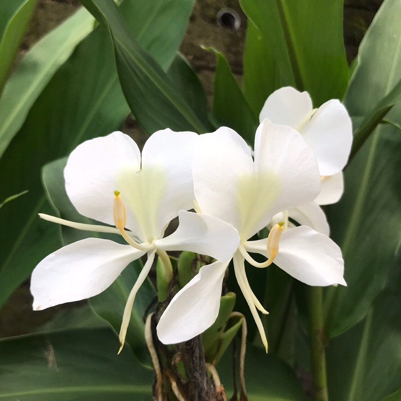 春梅_柏豪媽媽