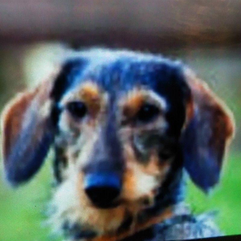 🐶 Werdekkel 🐶 ™️