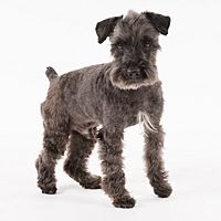 Show profile photo