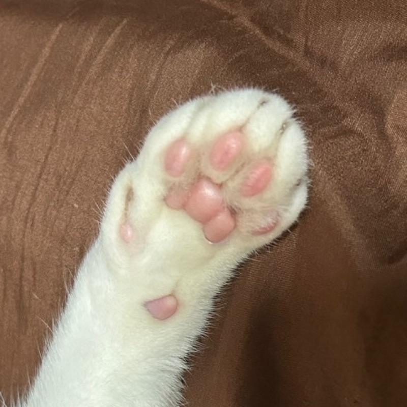 たかお あすか⋆ฺ*