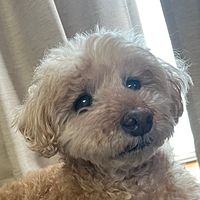 Show profile photo