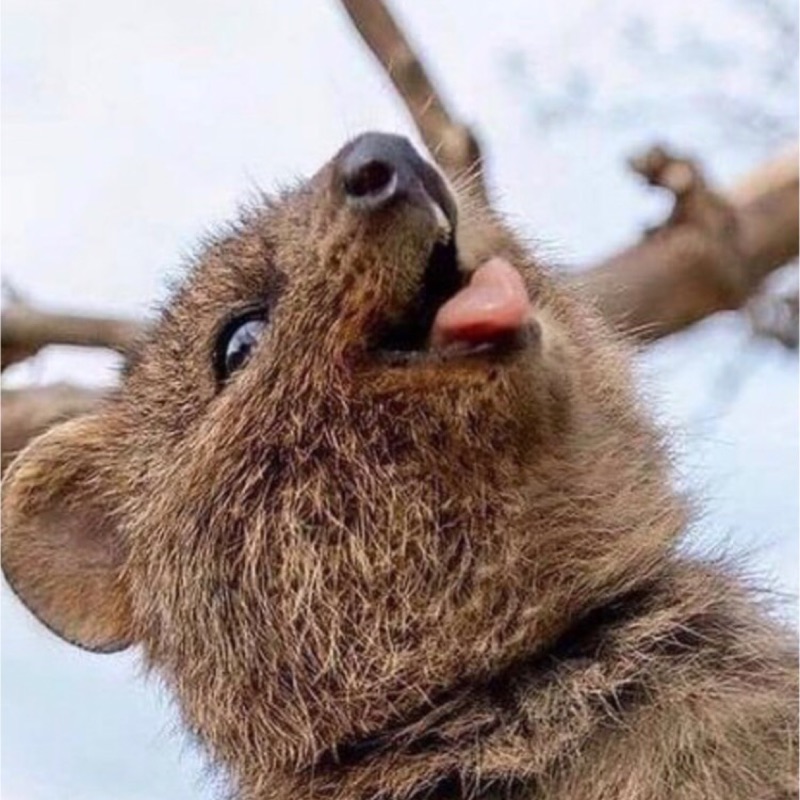 しゅんすけ