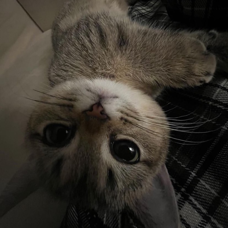 あかね