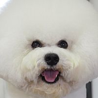 Show profile photo