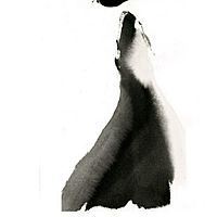 Show profile photo