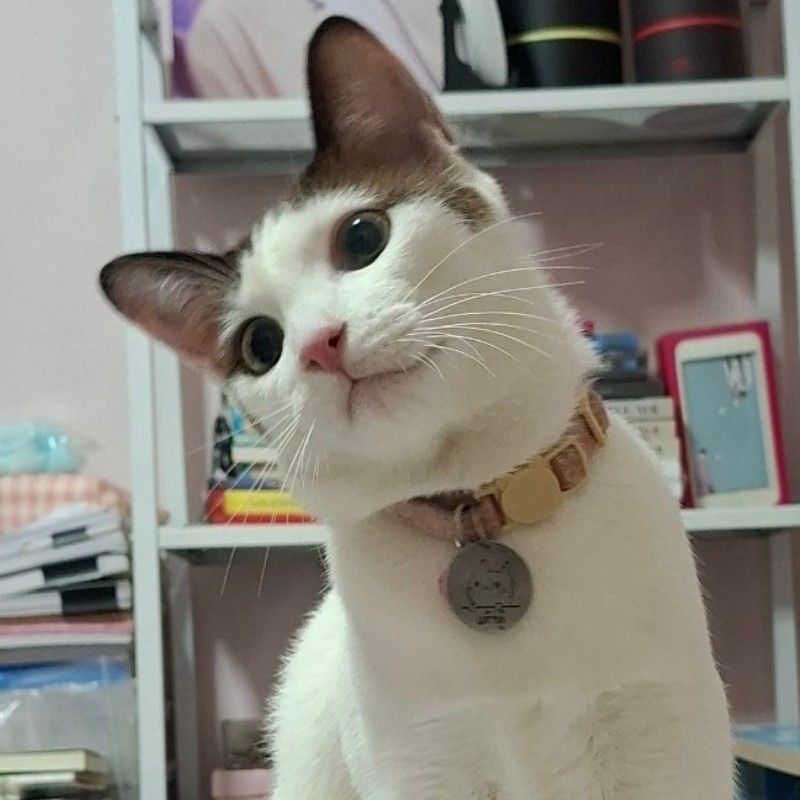 มีน