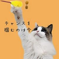 Show profile photo