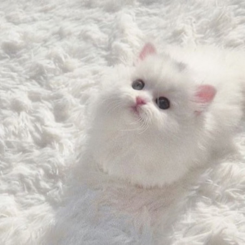かなこ