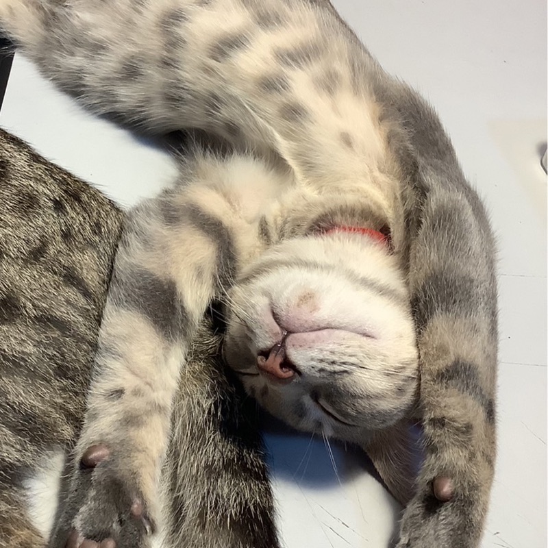 ดรีม