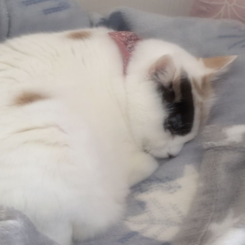 めいな
