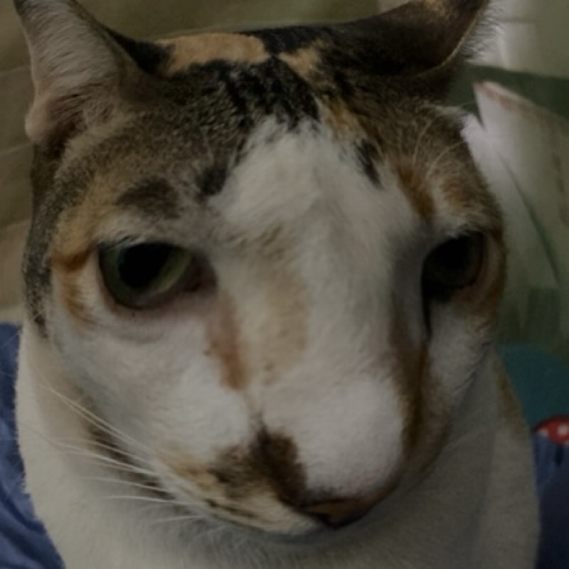 แตงไทย