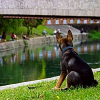 Show profile photo