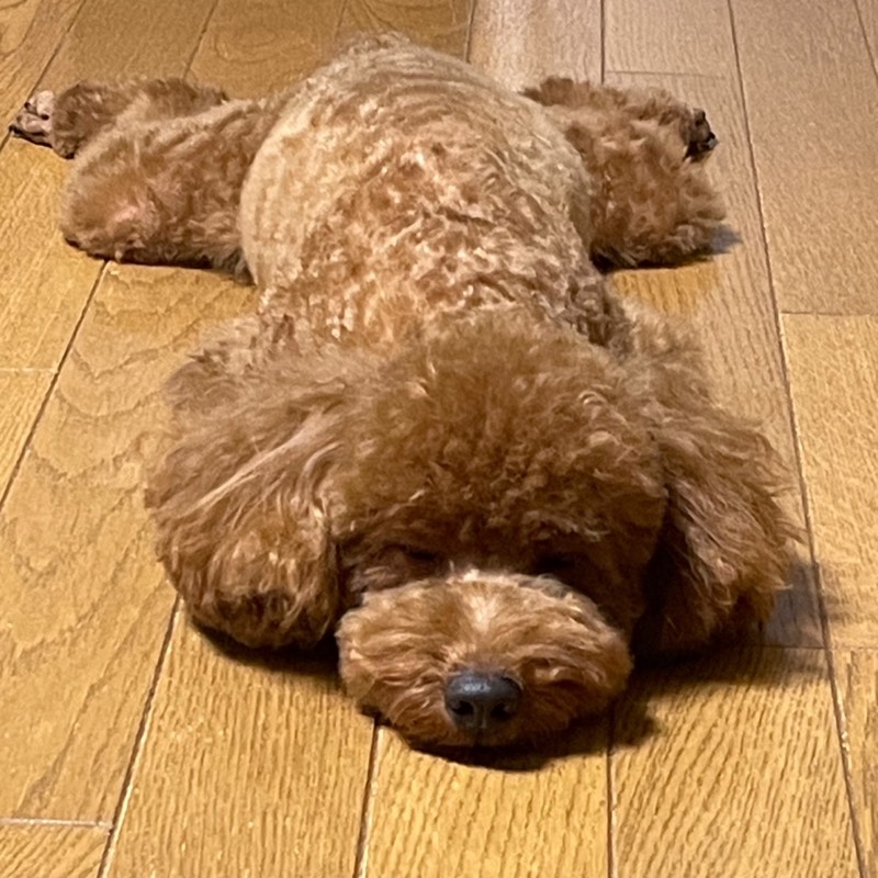 ねね♡フォロバします♡