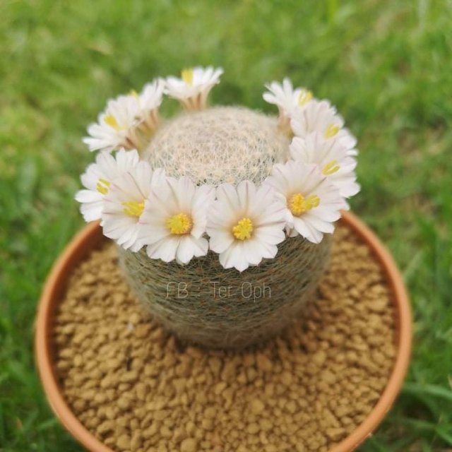 An Image
