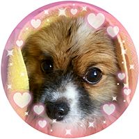 Show profile photo
