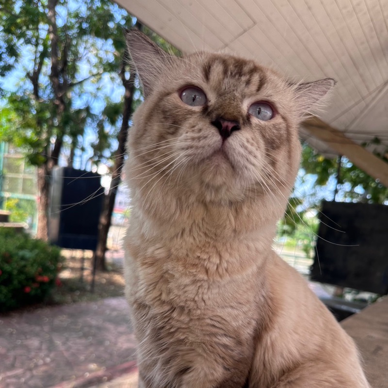 ไข่ฟู