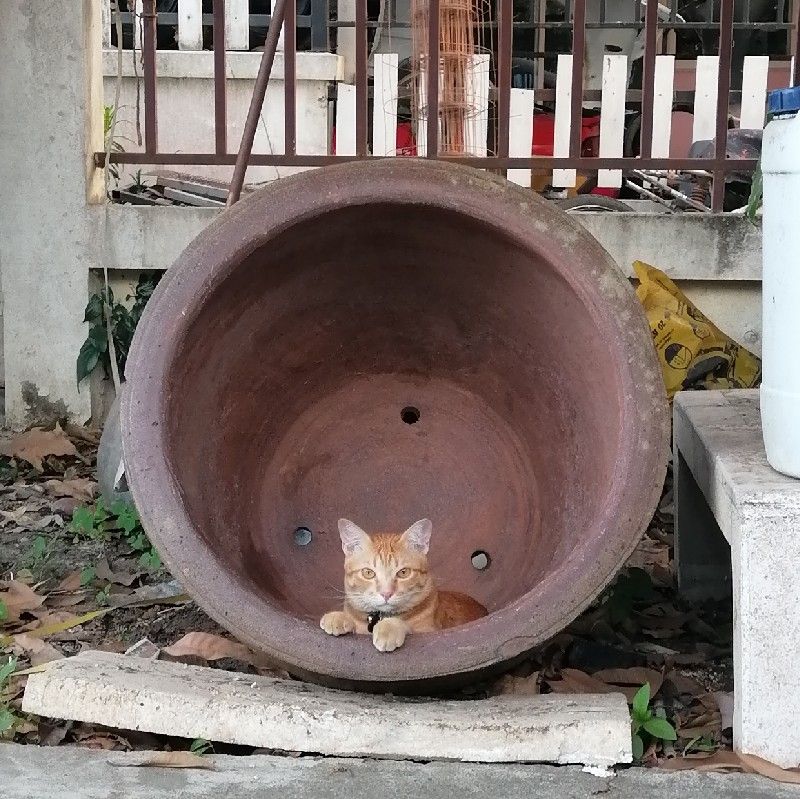 โบ