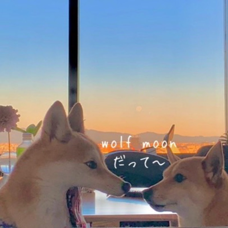 てぃあら🐣たいむ