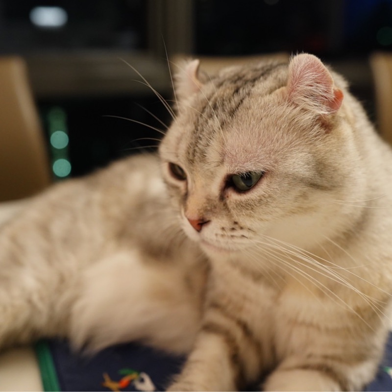 Tone 高振軒的頭像