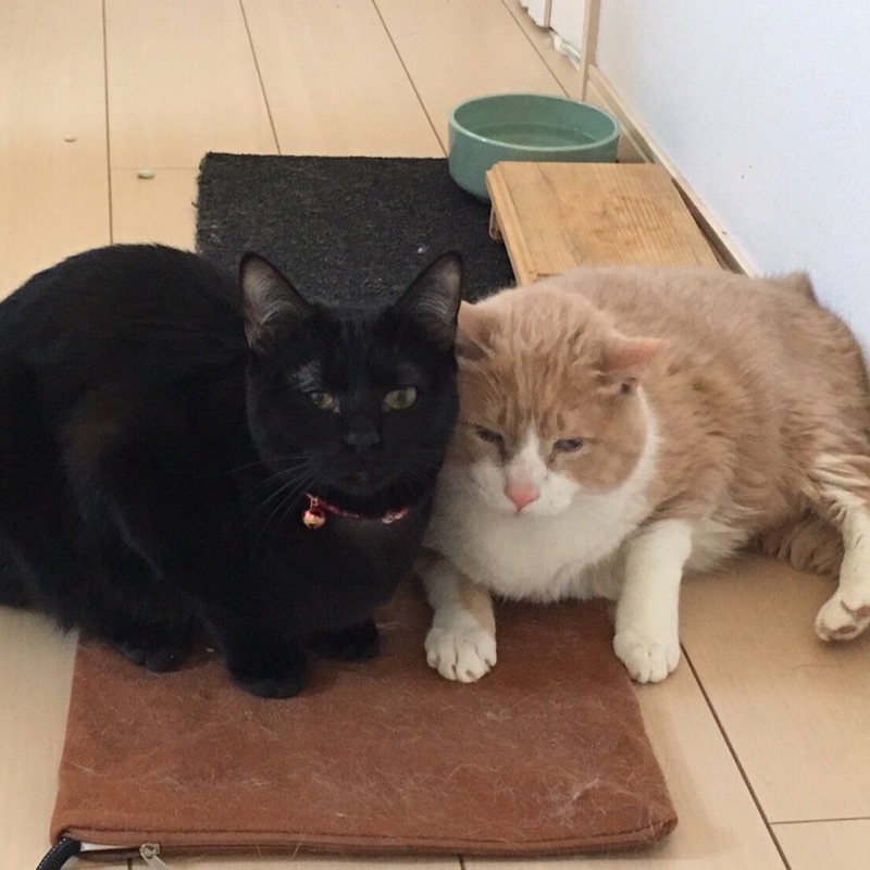 Y’s home株式会社