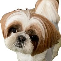 Show profile photo