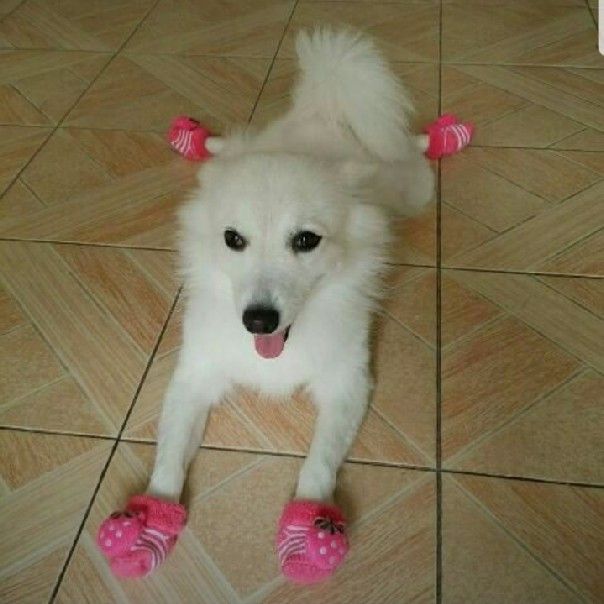 นัท