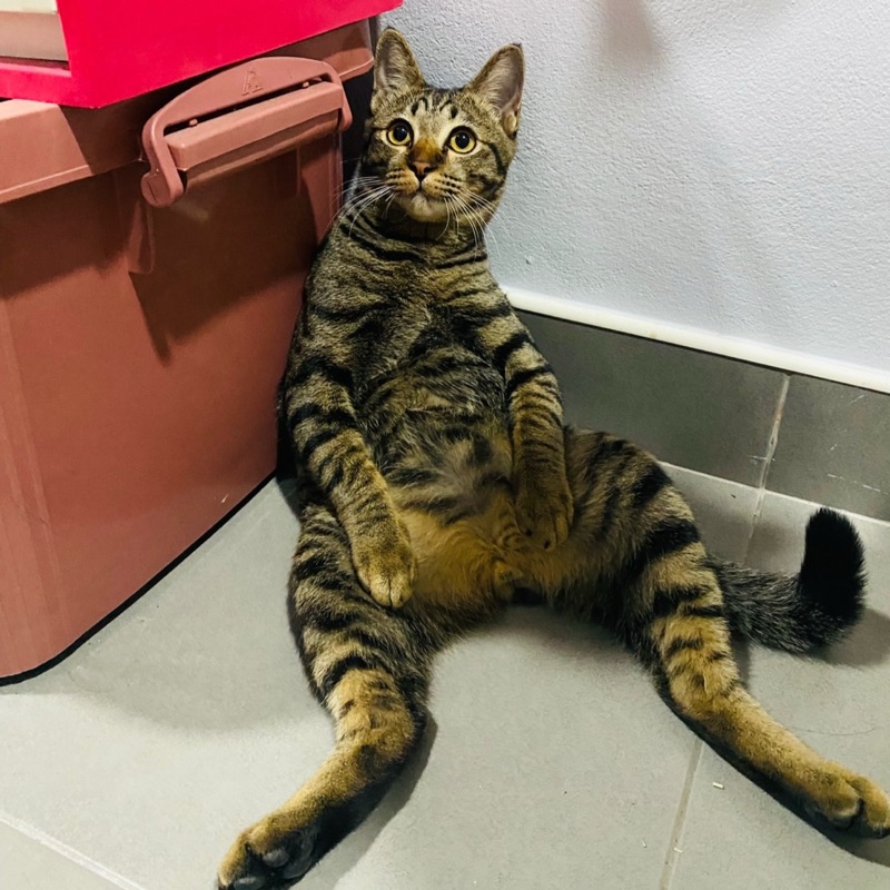 บอม