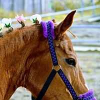 Show profile photo