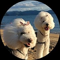 Show profile photo