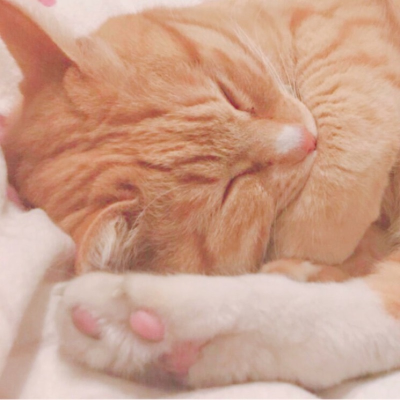 きなこ