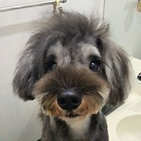 Show profile photo
