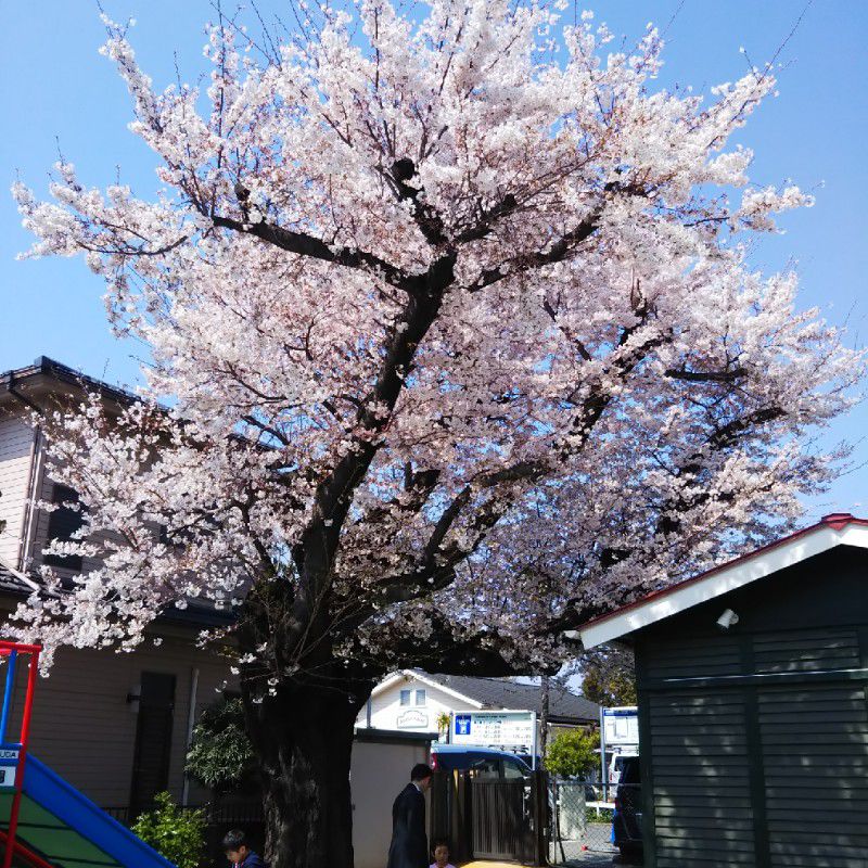 口コミの詳細 ナポリのかまど 入間本店 春日町 イタリアン By Line Place