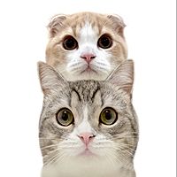 もちまる。様ご確認ページ いくつ分かる？ ギネス登録猫「もちまる」の間違い探し 『もち