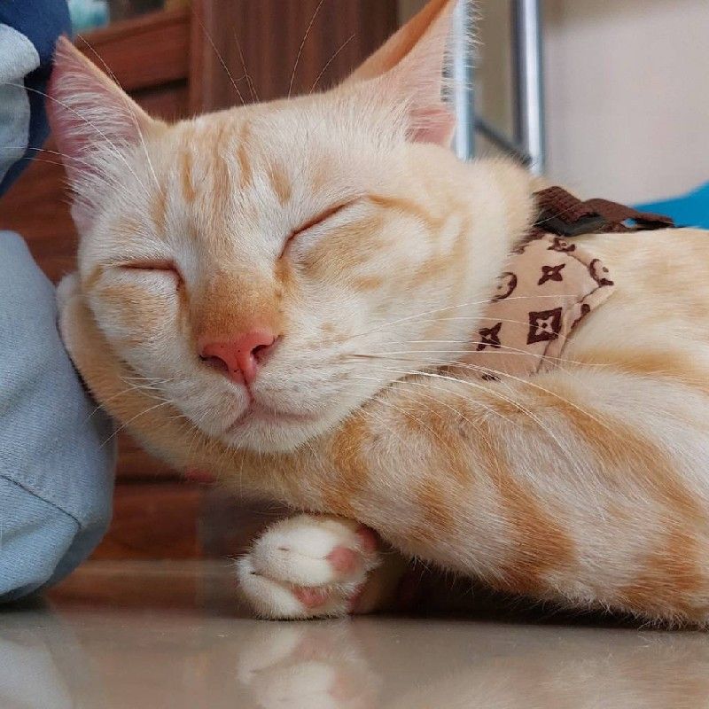 เดือน
